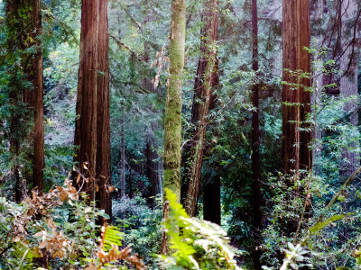 forestsofendor